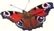 Schmetterling
