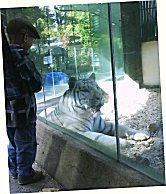 Weißer Tiger